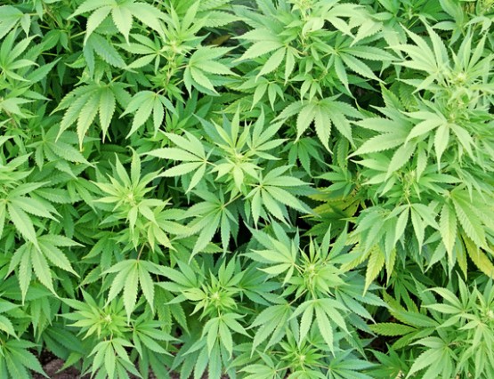 medical marijuana legalized